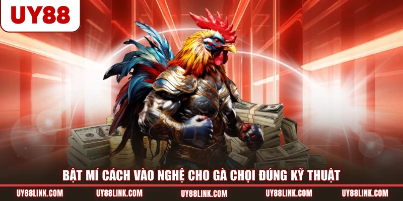 Bật mí cách vào nghệ cho gà chọi đúng kỹ thuật