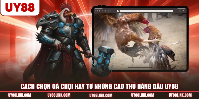 Cách Chọn Gà Chọi Hay Từ Những Cao Thủ Hàng Đầu UY88