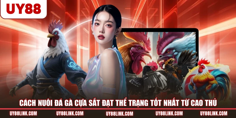 Cách Nuôi Đá Gà Cựa Sắt Đạt Thể Trạng Tốt Nhất Từ Cao Thủ Cách Nuôi Đá Gà Cựa Sắt Đạt Thể Trạng Tốt Nhất Từ Cao Thủ
