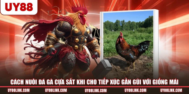 Cách Nuôi Đá Gà Cựa Sắt Đạt Thể Trạng Tốt Nhất Từ Cao Thủ Cách nuôi đá gà cựa sắt khi cho tiếp xúc gần gũi với giống mái