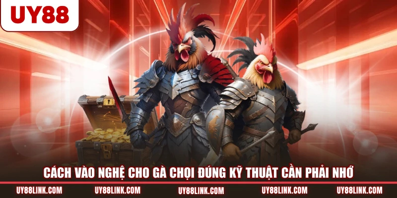 Cách Vào Nghệ Cho Gà Chọi Đúng Kỹ Thuật Cần Phải Nhớ cách vào nghệ cho gà chọi