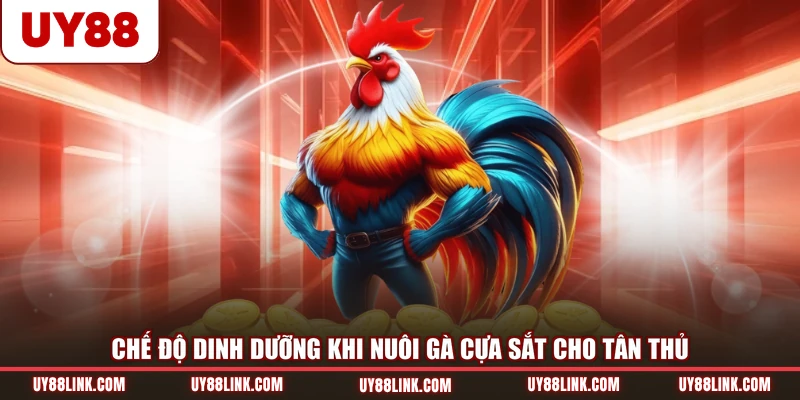 Cách Nuôi Đá Gà Cựa Sắt Đạt Thể Trạng Tốt Nhất Từ Cao Thủ Chế độ dinh dưỡng khi nuôi gà cựa sắt cho tân thủ