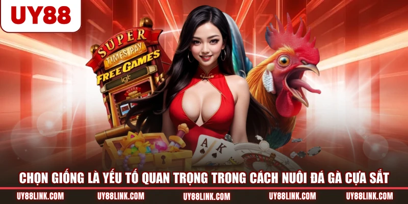 Cách Nuôi Đá Gà Cựa Sắt Đạt Thể Trạng Tốt Nhất Từ Cao Thủ Chọn giống là yếu tố quan trọng trong cách nuôi đá gà cựa sắt