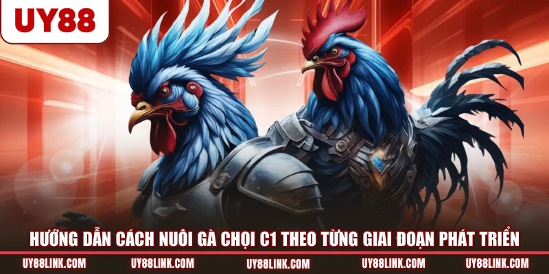 Hướng dẫn cách nuôi gà chọi C1 theo từng giai đoạn phát triển