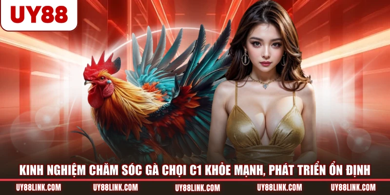 Kinh nghiệm chăm sóc gà chọi C1 khỏe mạnh, phát triển ổn định