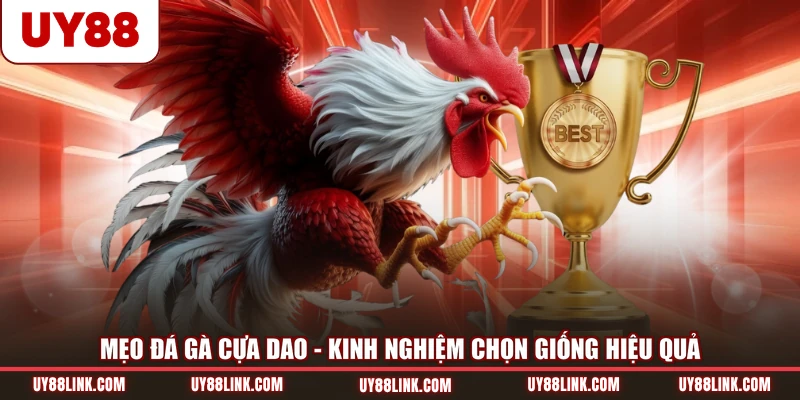 Mẹo đá gà cựa dao - kinh nghiệm chọn giống hiệu quả
