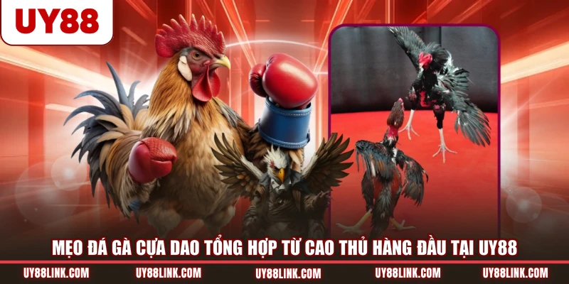 Mẹo Đá Gà Cựa Dao Tổng Hợp Từ Cao Thủ Hàng Đầu Tại UY88