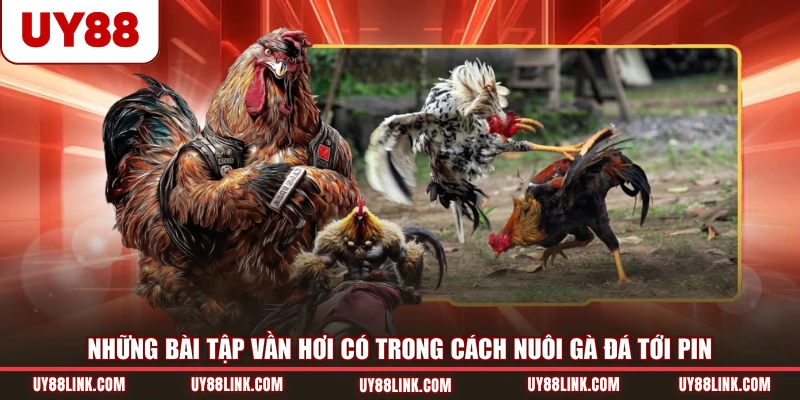 Cách Nuôi Gà Đá Tới Pin Cho Những Thành Viên Mới Tại UY88 Những bài tập vần hơi có trong cách nuôi gà đá tới pin