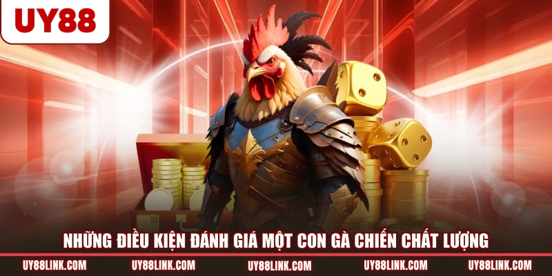 Những điều kiện đánh giá một con gà chiến chất lượng