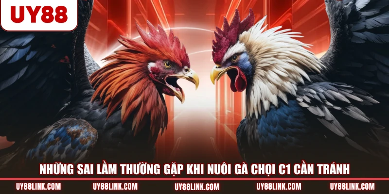 Những sai lầm thường gặp khi nuôi gà chọi C1 cần tránh