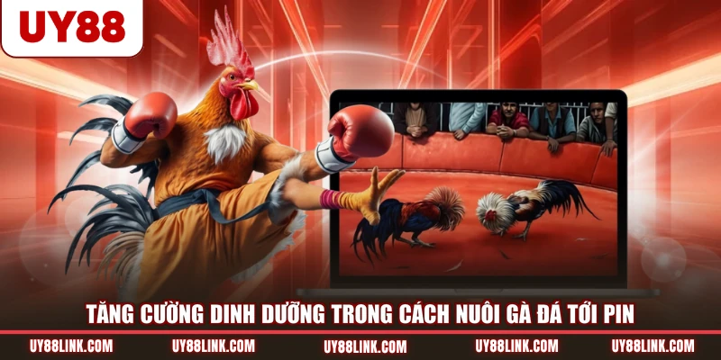 Cách Nuôi Gà Đá Tới Pin Cho Những Thành Viên Mới Tại UY88 Tăng cường dinh dưỡng trong cách nuôi gà đá tới pin